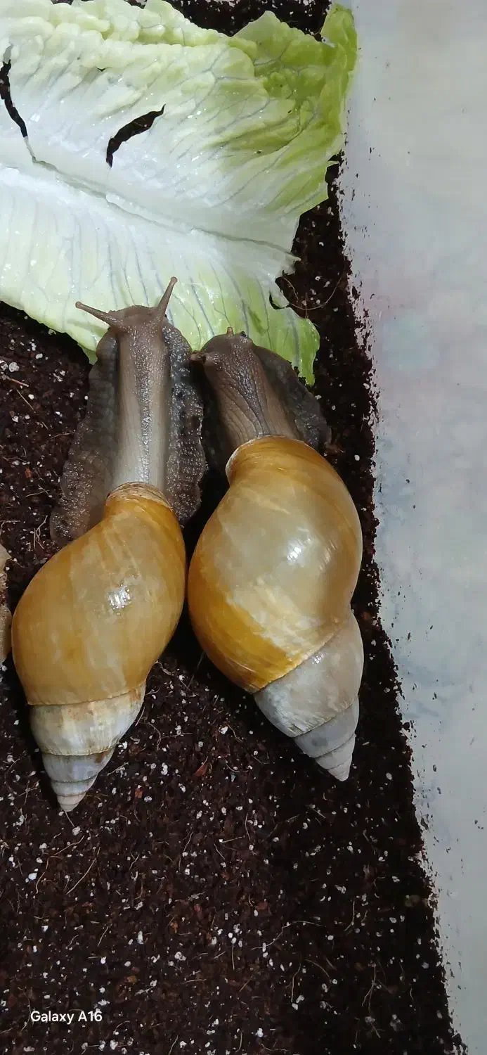 حلزون آلبینو|خزنده|یزد, |دیوار