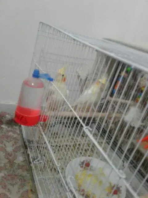 یک جفت عروس مولد با جوجه فوری|پرنده|دامغان, |دیوار