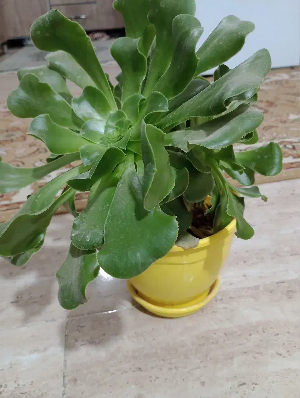 فروش گل ها|گل و گیاه طبیعی|هشتگرد, هشتگرد قدیم|دیوار