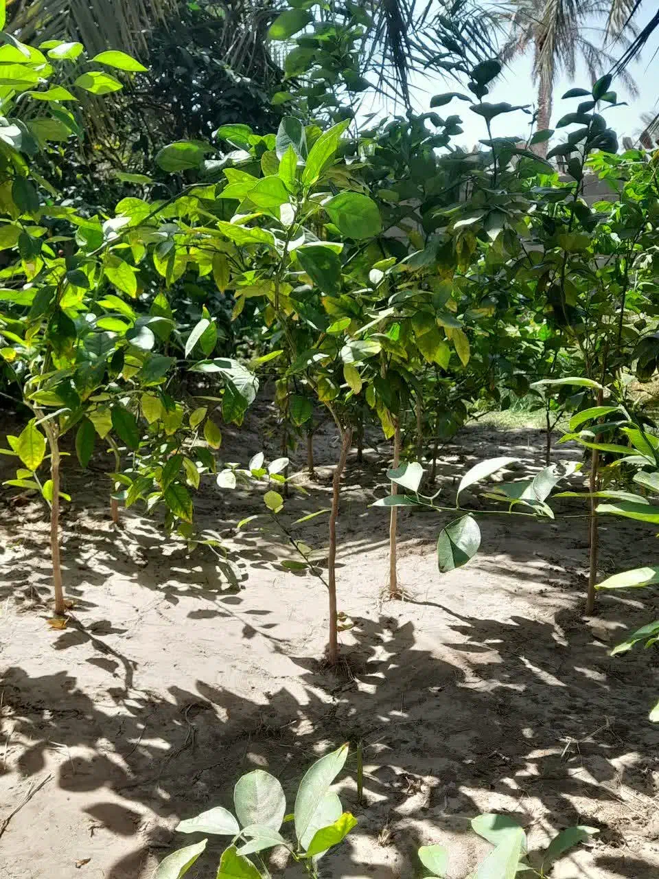 نهال پرتقال|گل و گیاه طبیعی|بم, |دیوار