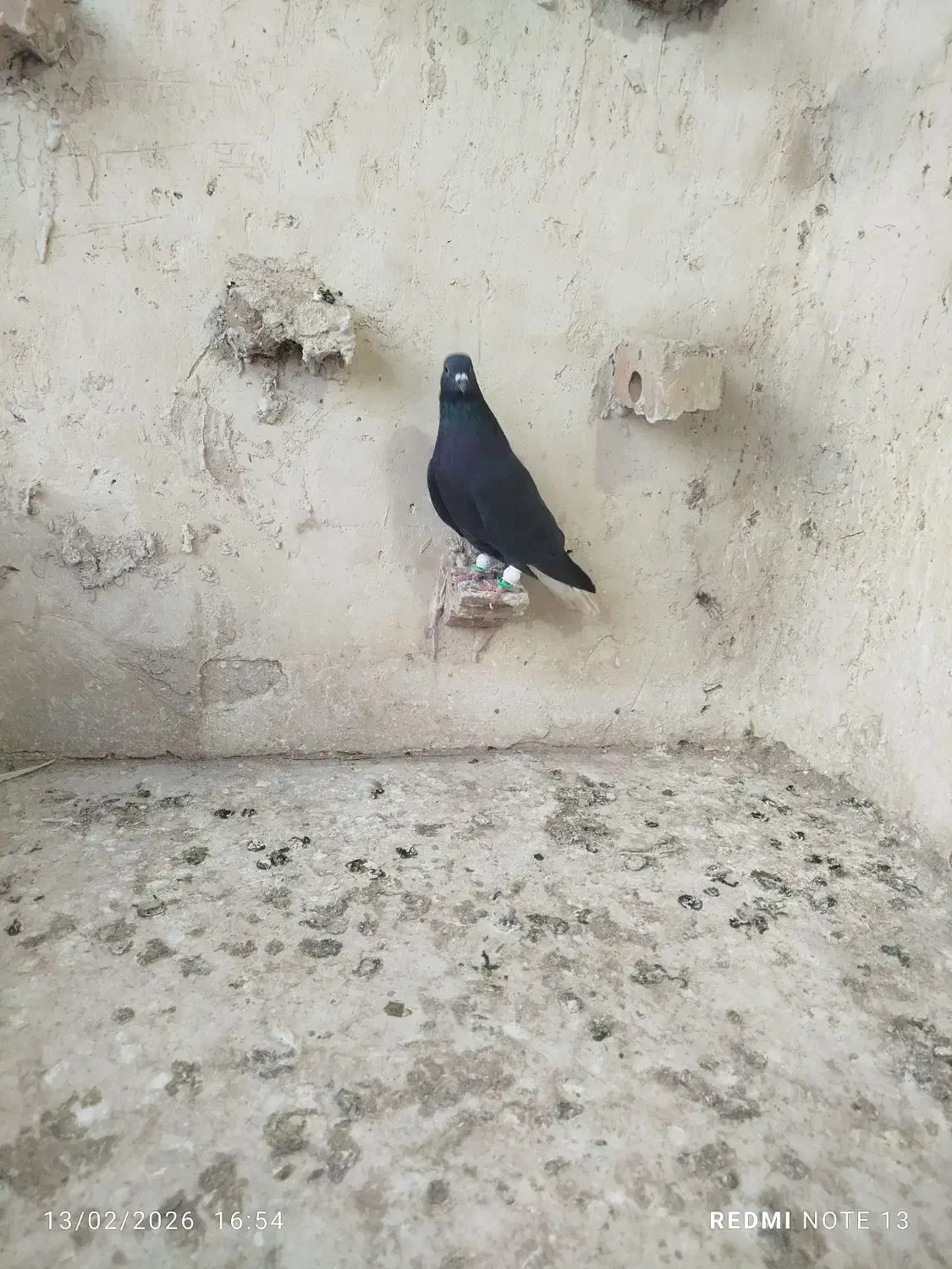 کفترصیدد|حیوانات|مشهد, خرمشهر|دیوار