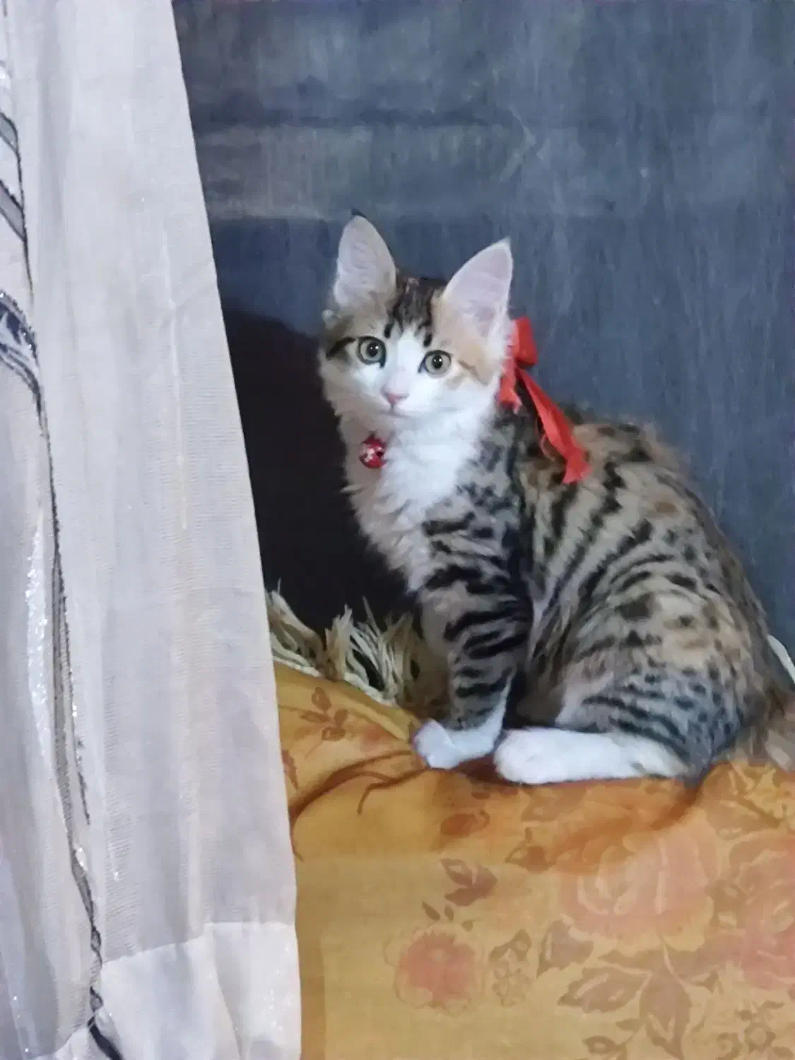 گربه DLH|گربه|اردبیل, |دیوار