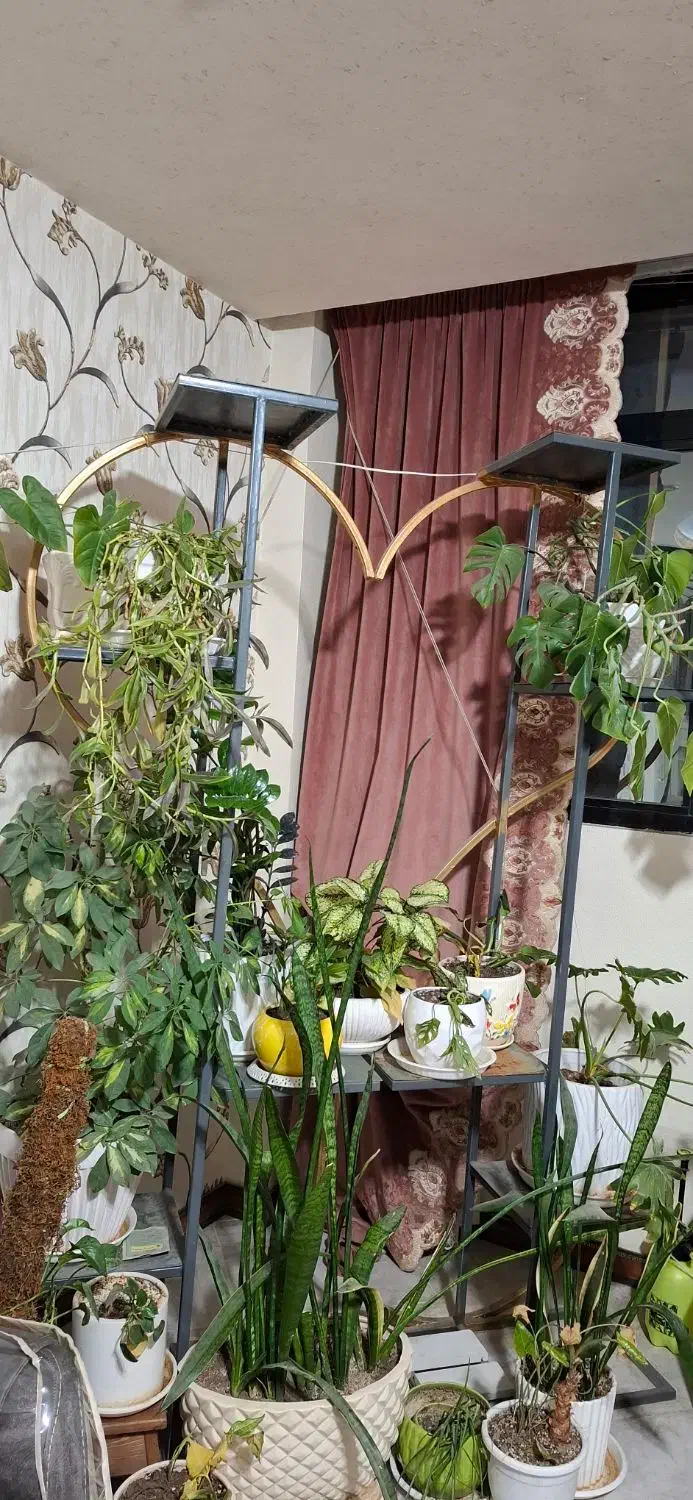 گل و گیاه|گل و گیاه طبیعی|شاهینشهر, فردوسی|دیوار