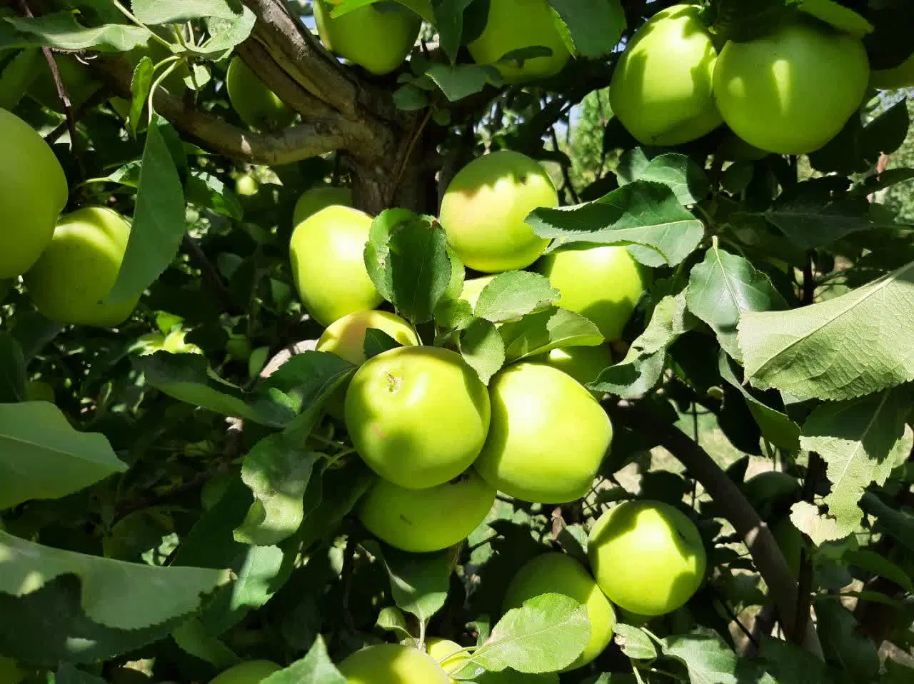 سیب درختی|خوردنی و آشامیدنی|تهران, مرزداران|دیوار