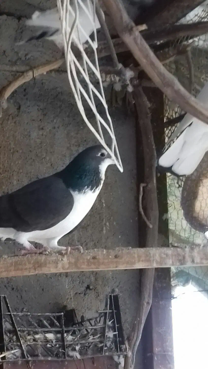 فروش کبوتر|پرنده|کردکوی, |دیوار