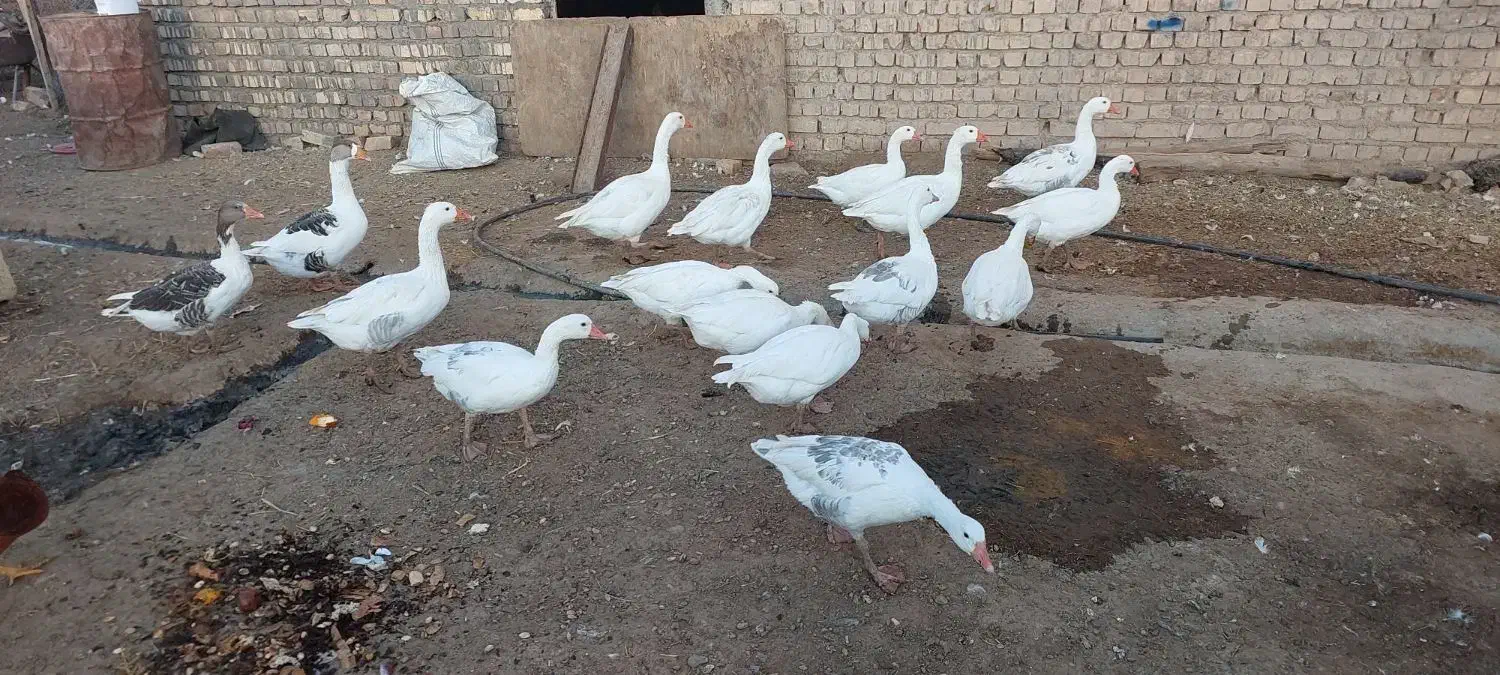 غاز بالغ جوان فروشی با قیمت خیلی مناسب فروش فوری|حیوانات مزرعه|قم, شهرک توانیر|دیوار