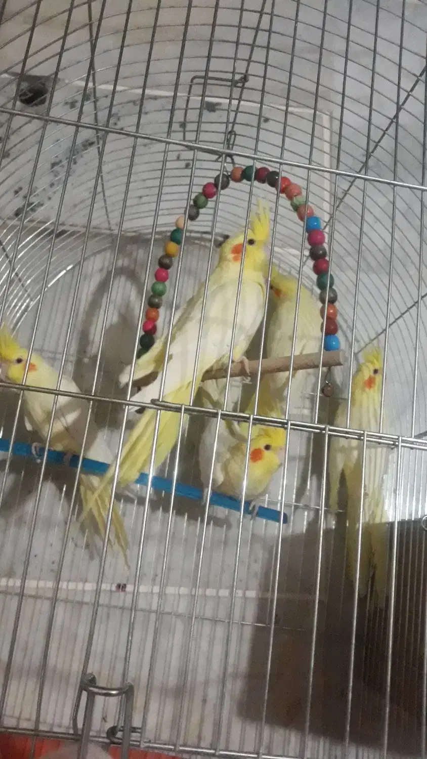 عروس هلندی|پرنده|برخوار, |دیوار