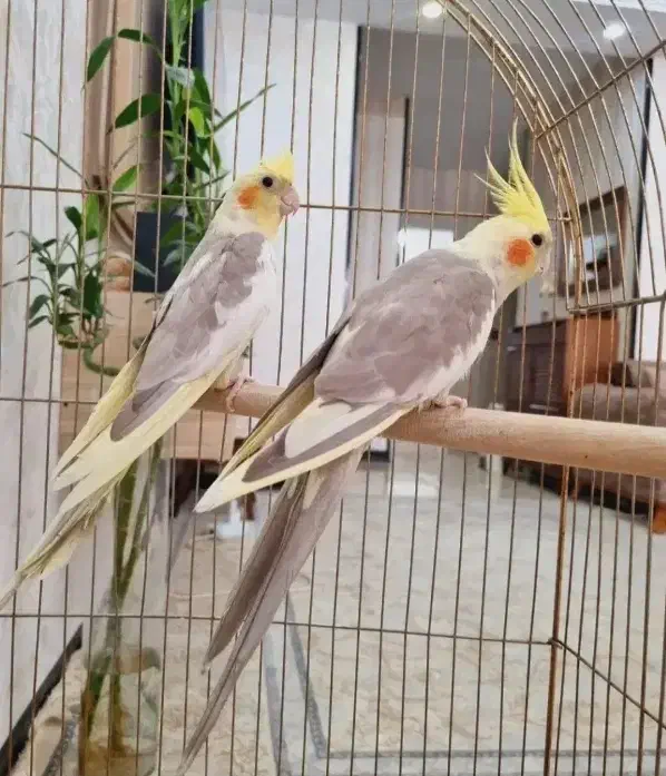 جفت عروس هلندی نرو ماده با قفسو لوازم|پرنده|قرچک, شهرک طلائیه|دیوار