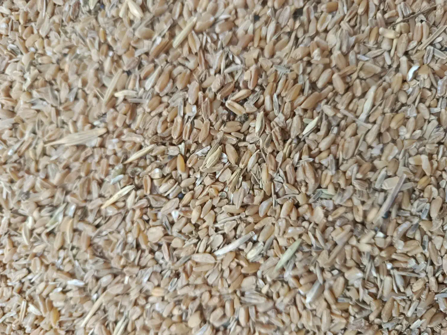 گندم شکسته 2تن. (24500تومن)|عمده‌فروشی|رامشیر, |دیوار