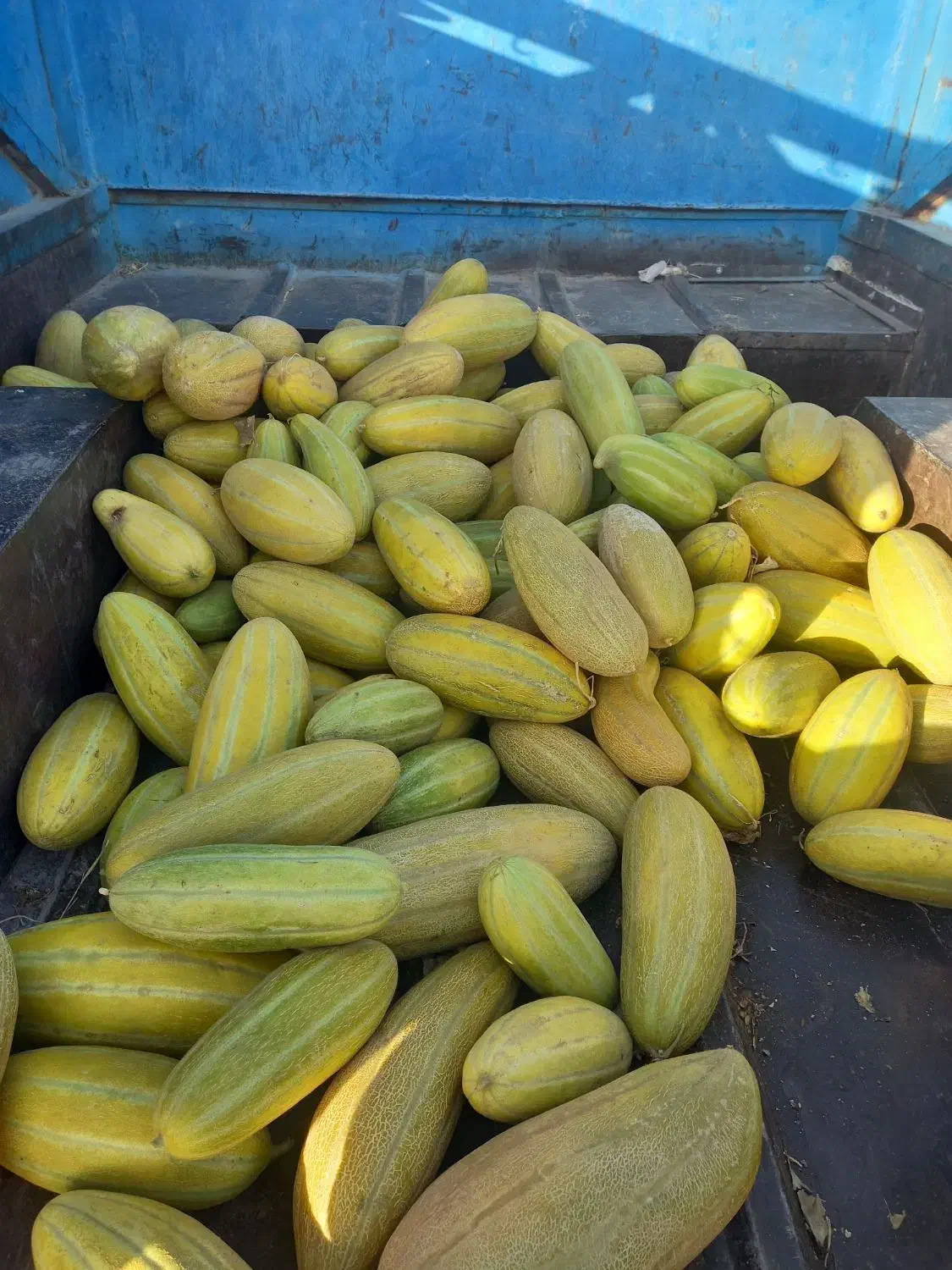 خربزه گوسفندی|خوردنی و آشامیدنی|خوشاب, |دیوار