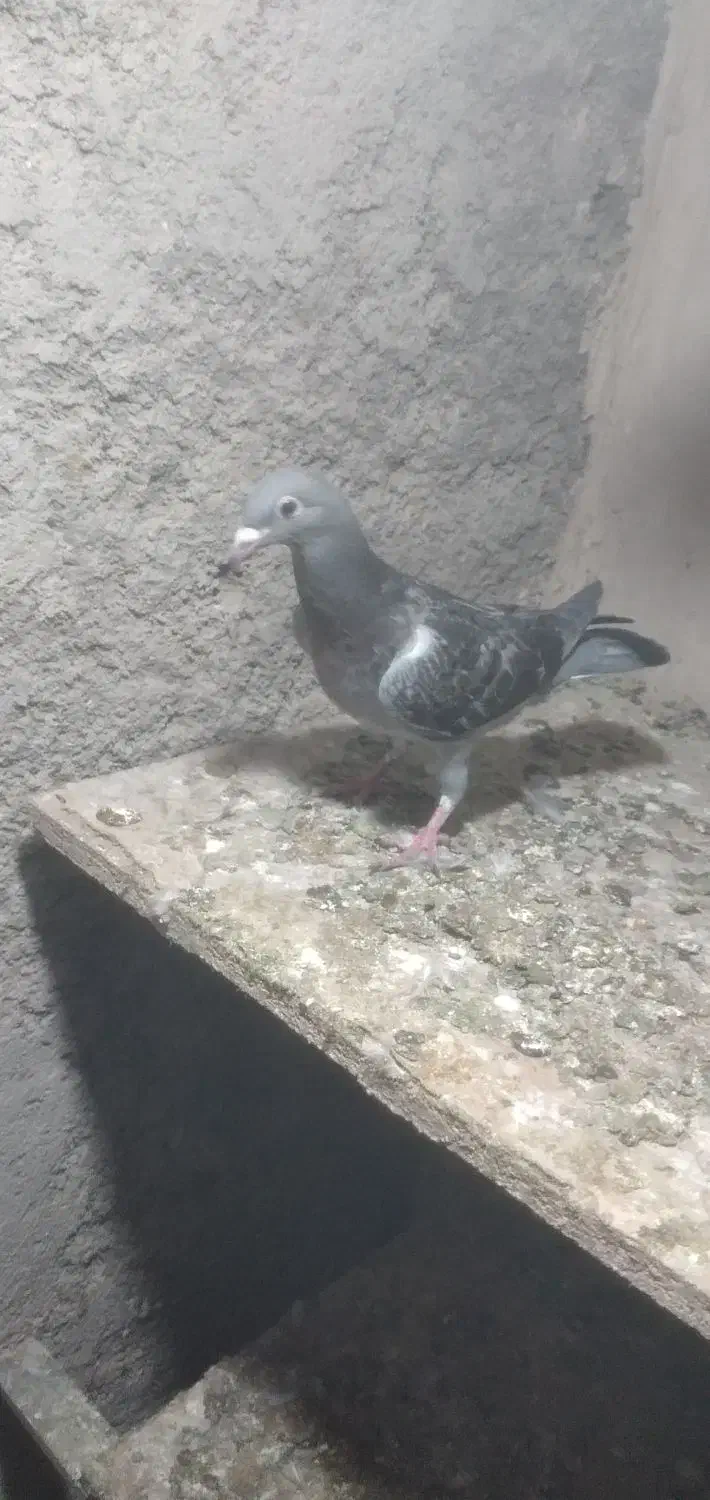 کبوتر کفتر گمشده|حیوانات|پاکدشت, پاکدشت (مامازند)|دیوار