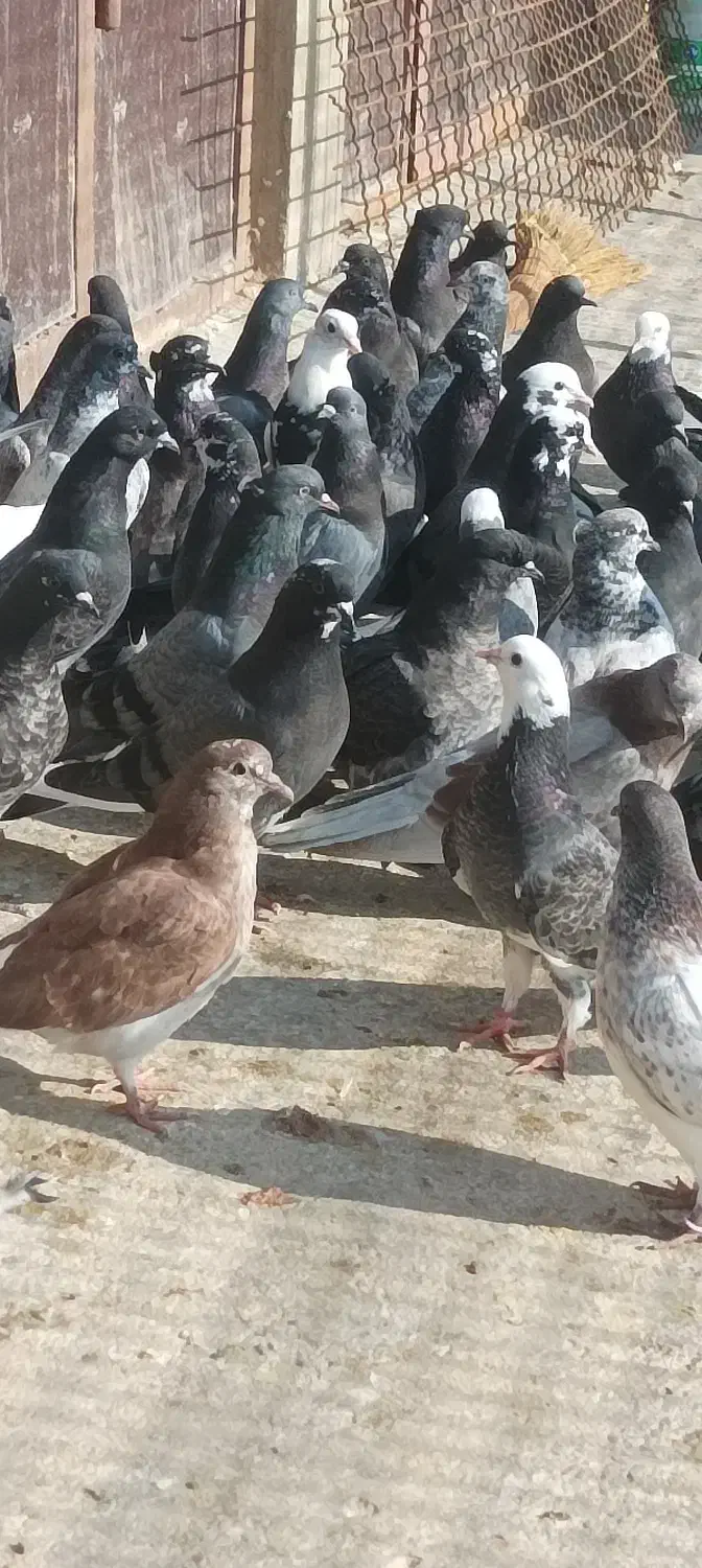 فروش کبوتر پرشی|پرنده|ساری, |دیوار