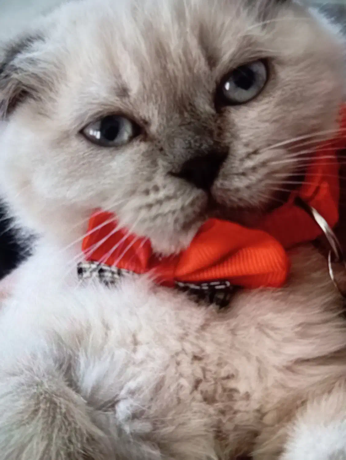 گربه اسکاتیش طوسی|گربه|کرمان, |دیوار