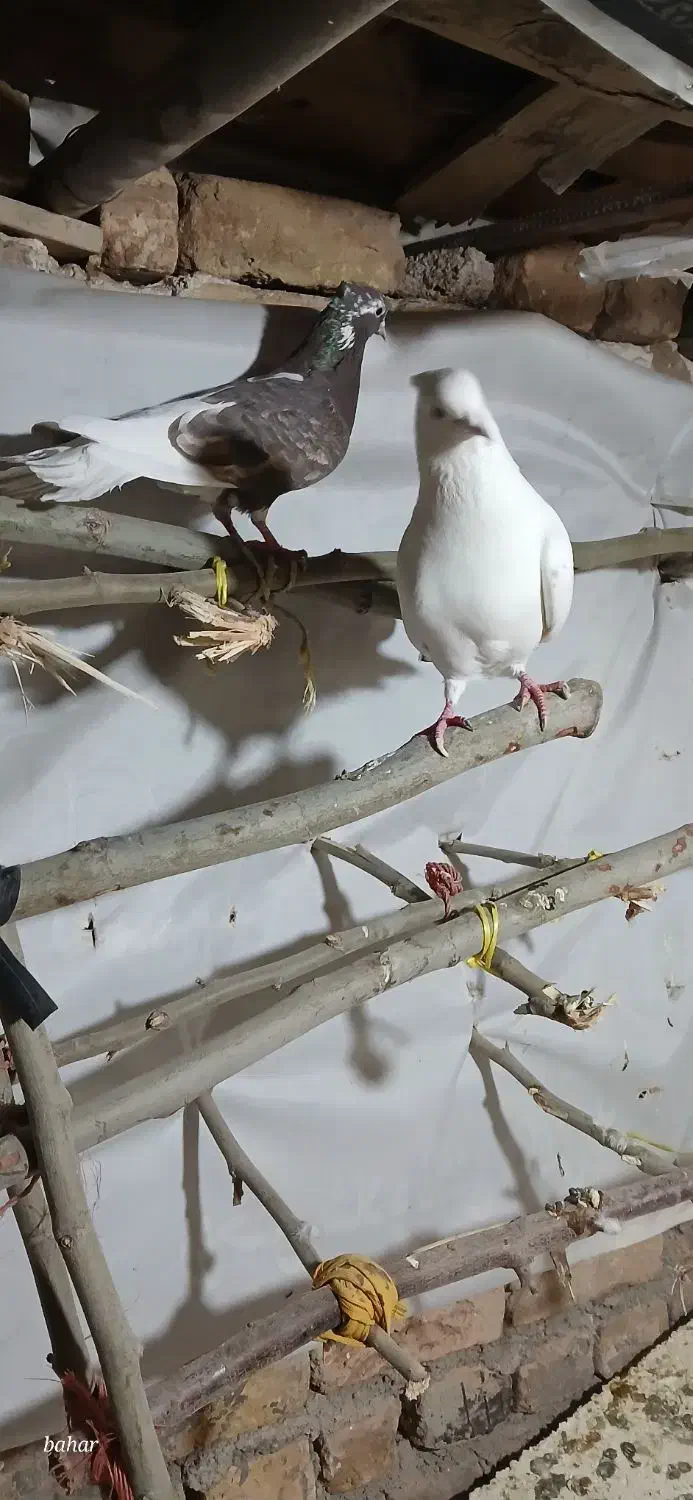 کبوتر|پرنده|ضیاء آباد, |دیوار