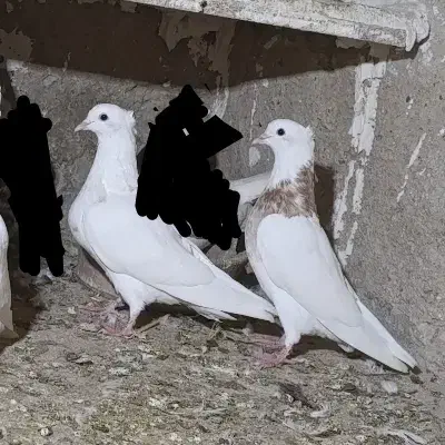 کبوتر طوقی|پرنده|سرپل ذهاب, |دیوار