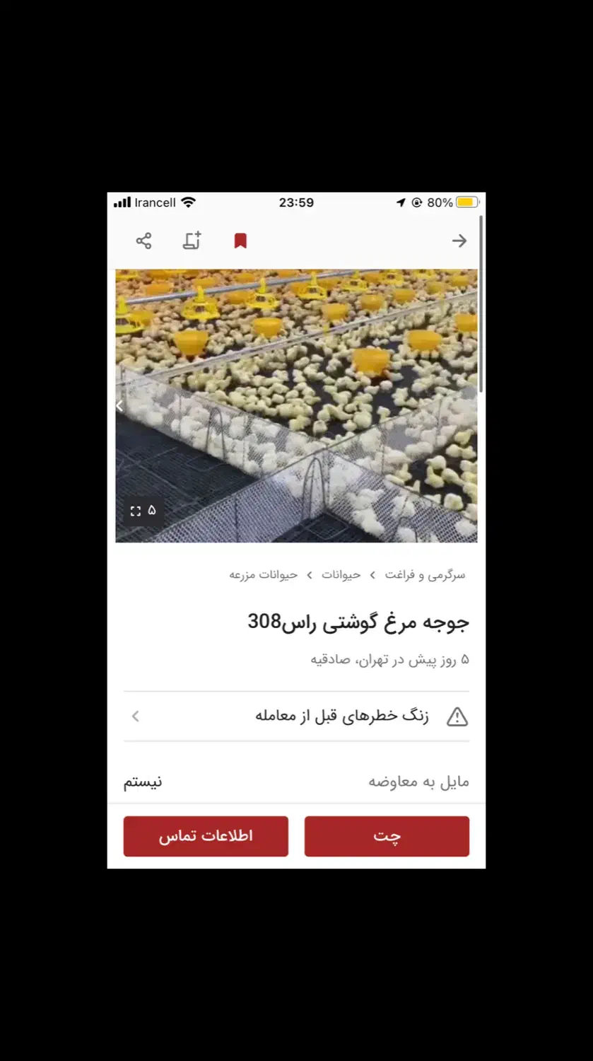 جوجه گوشتی غیره اعتماده|حیوانات مزرعه|تهران, صادقیه|دیوار