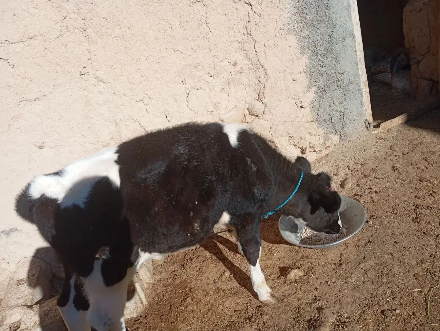 گوساله هلشتاین 3ماهه|حیوانات مزرعه|بجنورد, |دیوار