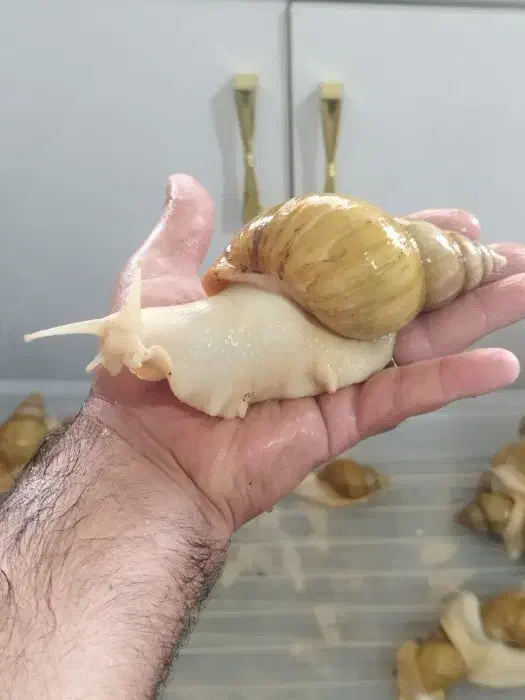 حلزون آچاتینا بزرگ|خزنده|مریوان, |دیوار