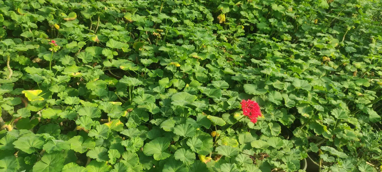 گل وگیاه|گل و گیاه طبیعی|مشهد, بالا خیابان|دیوار