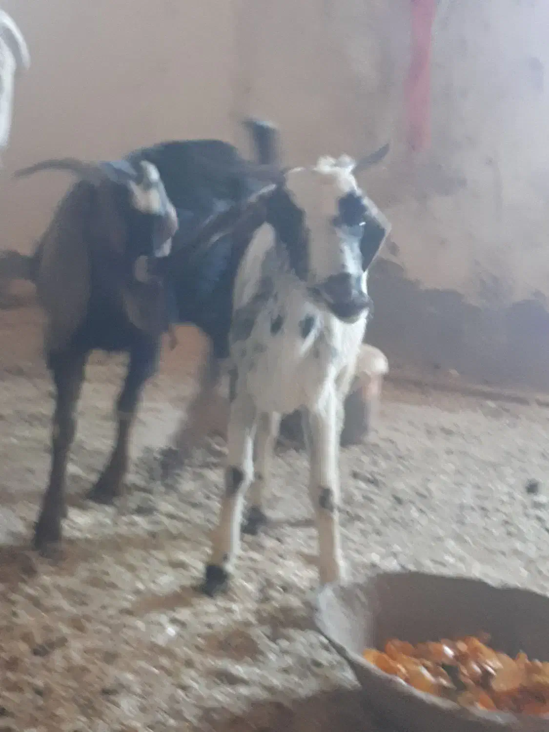 دوعد بز جوان چاق|حیوانات مزرعه|خواف, |دیوار