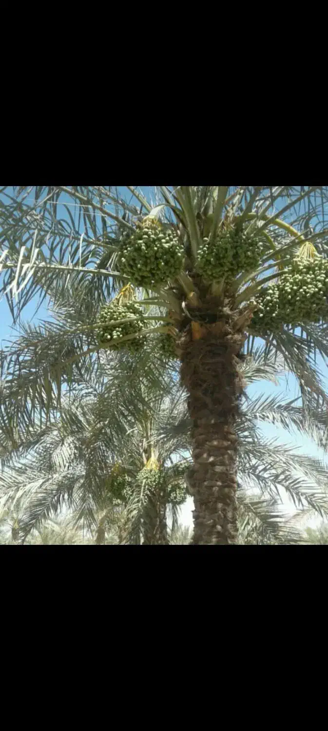 باغ وزمین لب اتوبان دالکی برازجان|فروش زمین و ملک کلنگی|برازجان, |دیوار