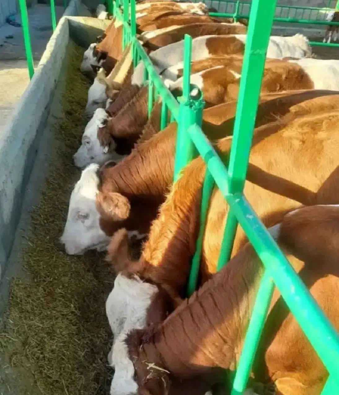 مرکز گوساله های وارداتی|حیوانات مزرعه|بندر ترکمن, |دیوار