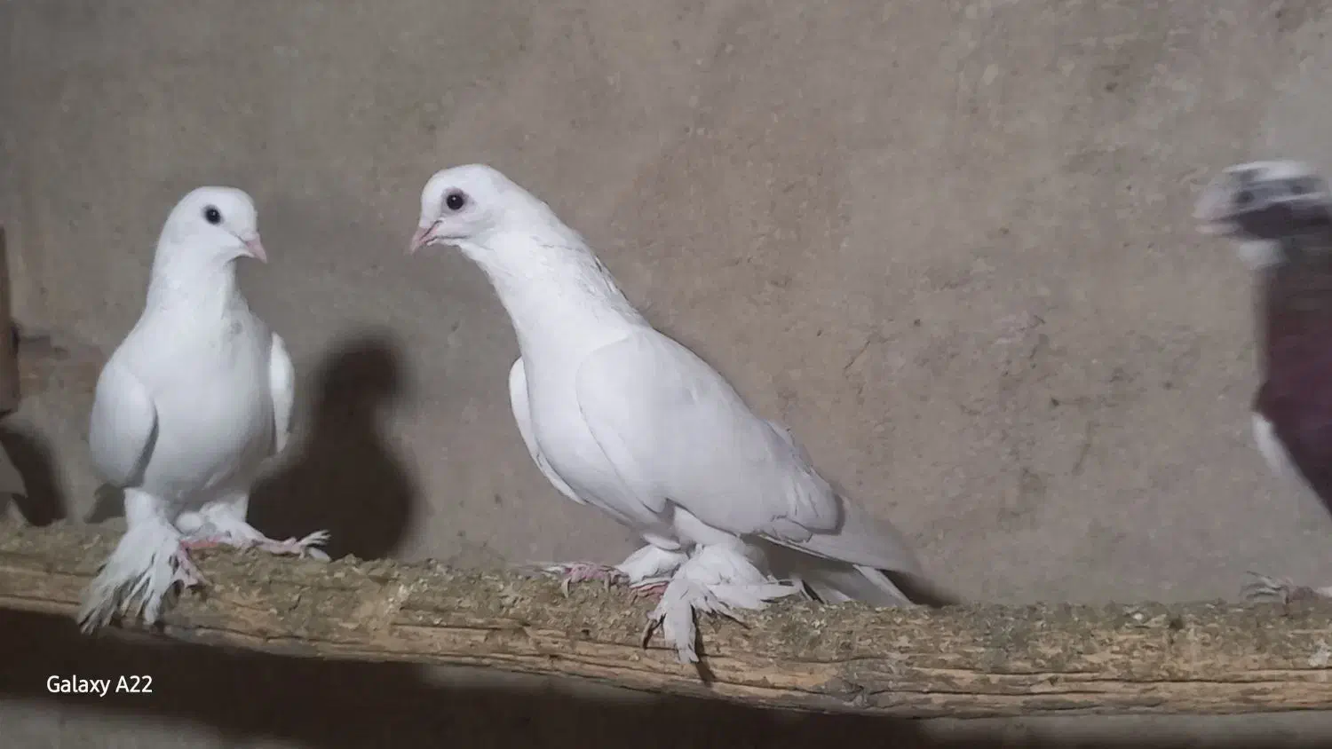 کبوتر|پرنده|تبریز, |دیوار