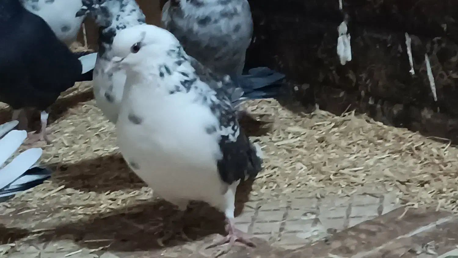 ک ف ت ر|حیوانات|محمدشهر, یزدیها|دیوار