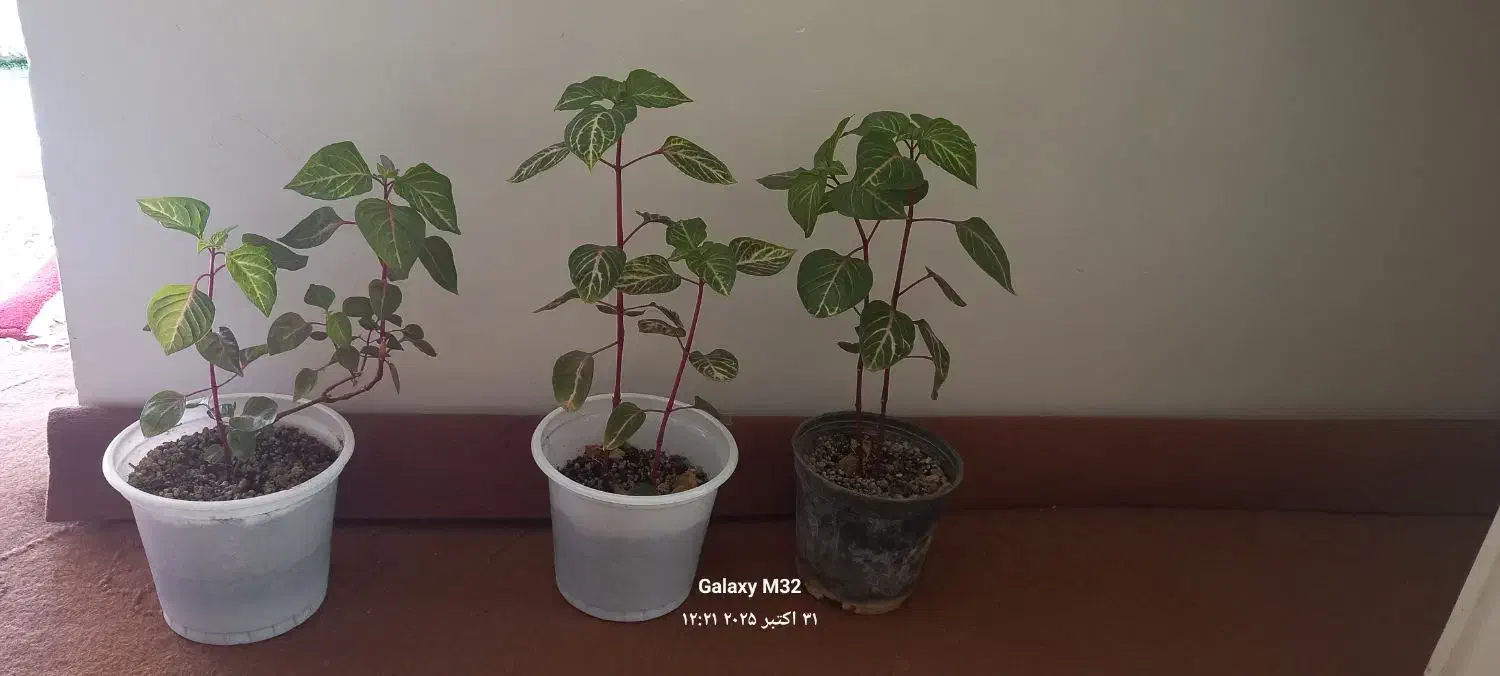 گل طبیعی|گل و گیاه طبیعی|زنجان, |دیوار