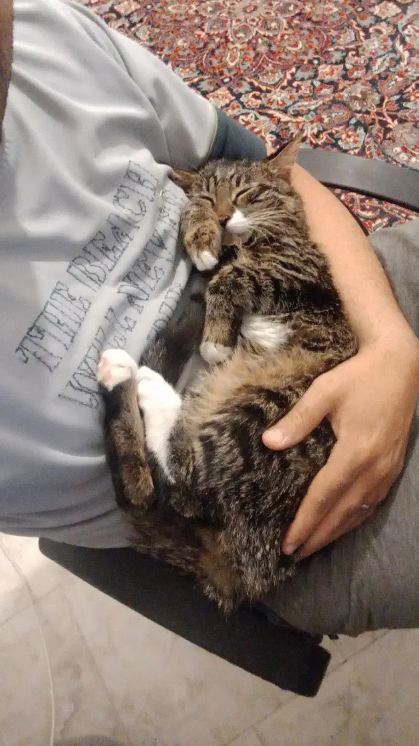 واگذاری گربه|گربه|بیرجند, |دیوار