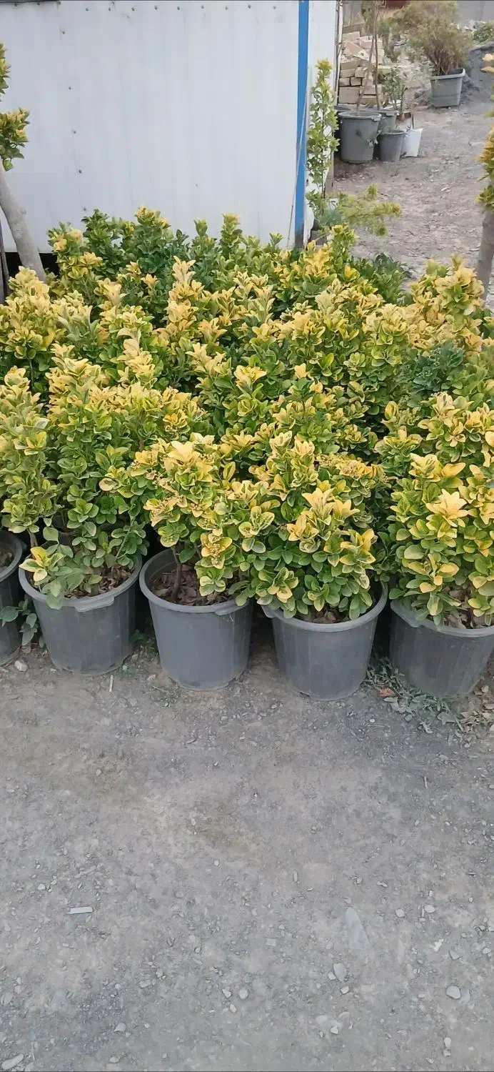 دنیای شمشاد|خدمات باغبانی و درختکاری|شاندیز, |دیوار