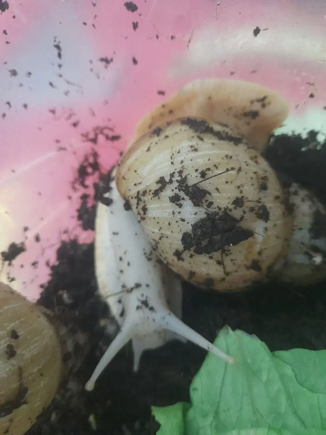 ۴ عدد حلزون نژاد دار|خزنده|هشتگرد, شهرک ولیعصر (مهستان)|دیوار