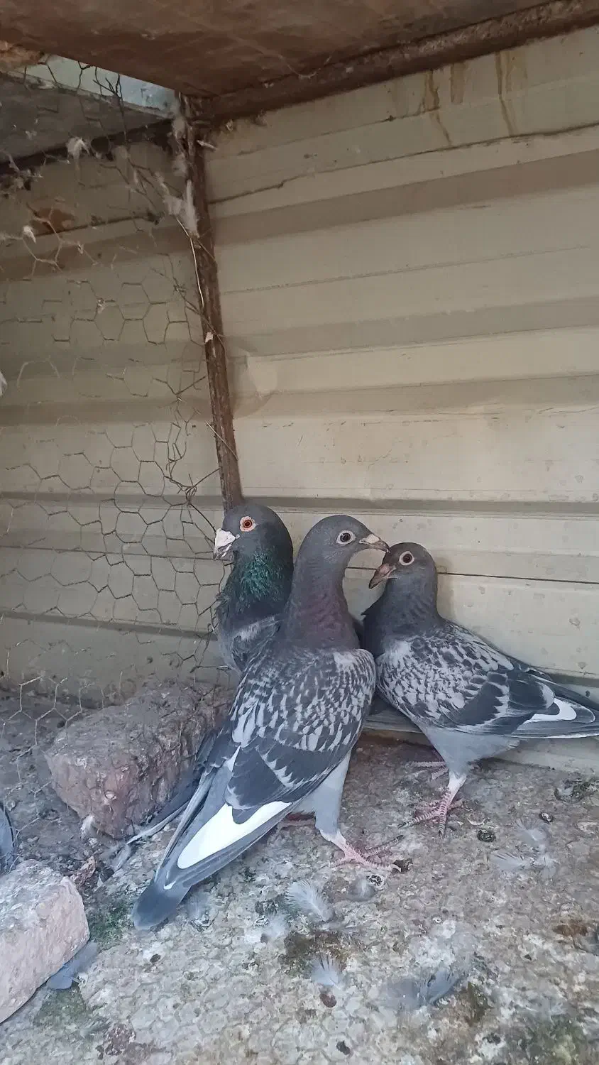 پولکی مگسی درست|پرنده|بیرجند, |دیوار