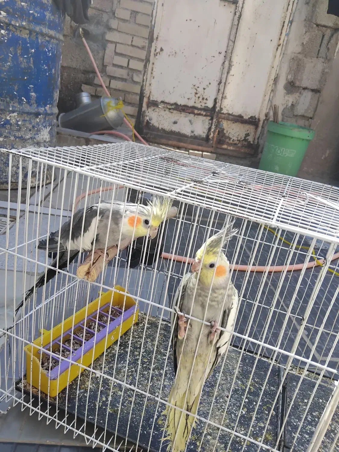 دو جفت عروس هلندی یا پاریس|پرنده|کارون, |دیوار