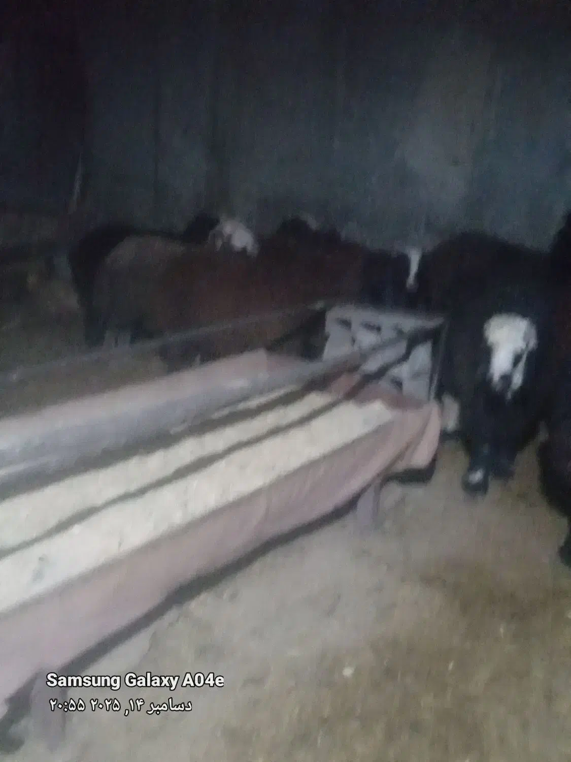 بره.  میش|حیوانات مزرعه|اصفهان, زیار|دیوار