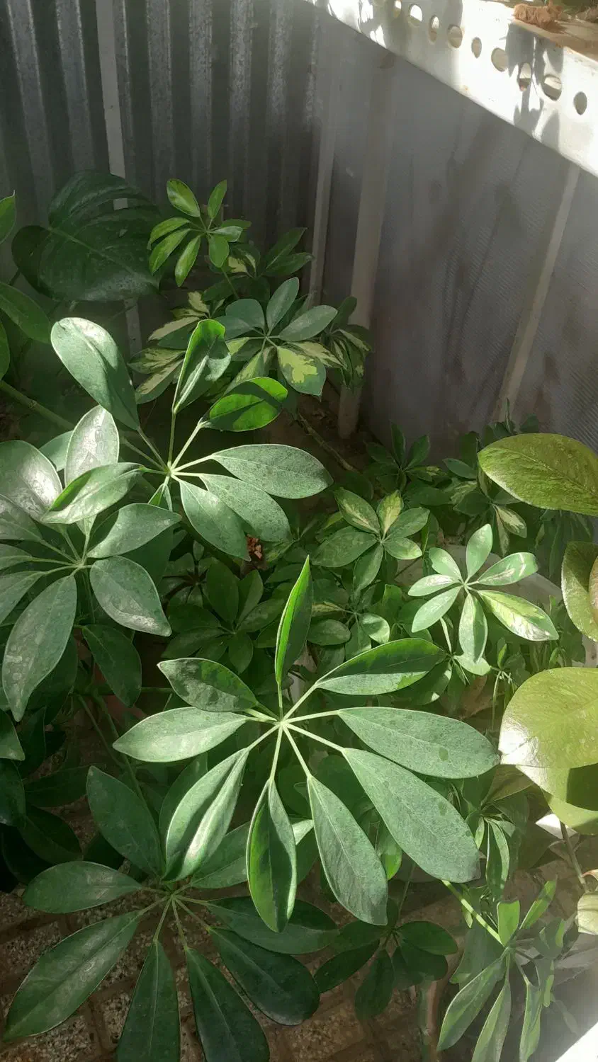 گلهای زیباو سرحال،همه نوع گل موجود است.|گل و گیاه طبیعی|شاهرود, |دیوار