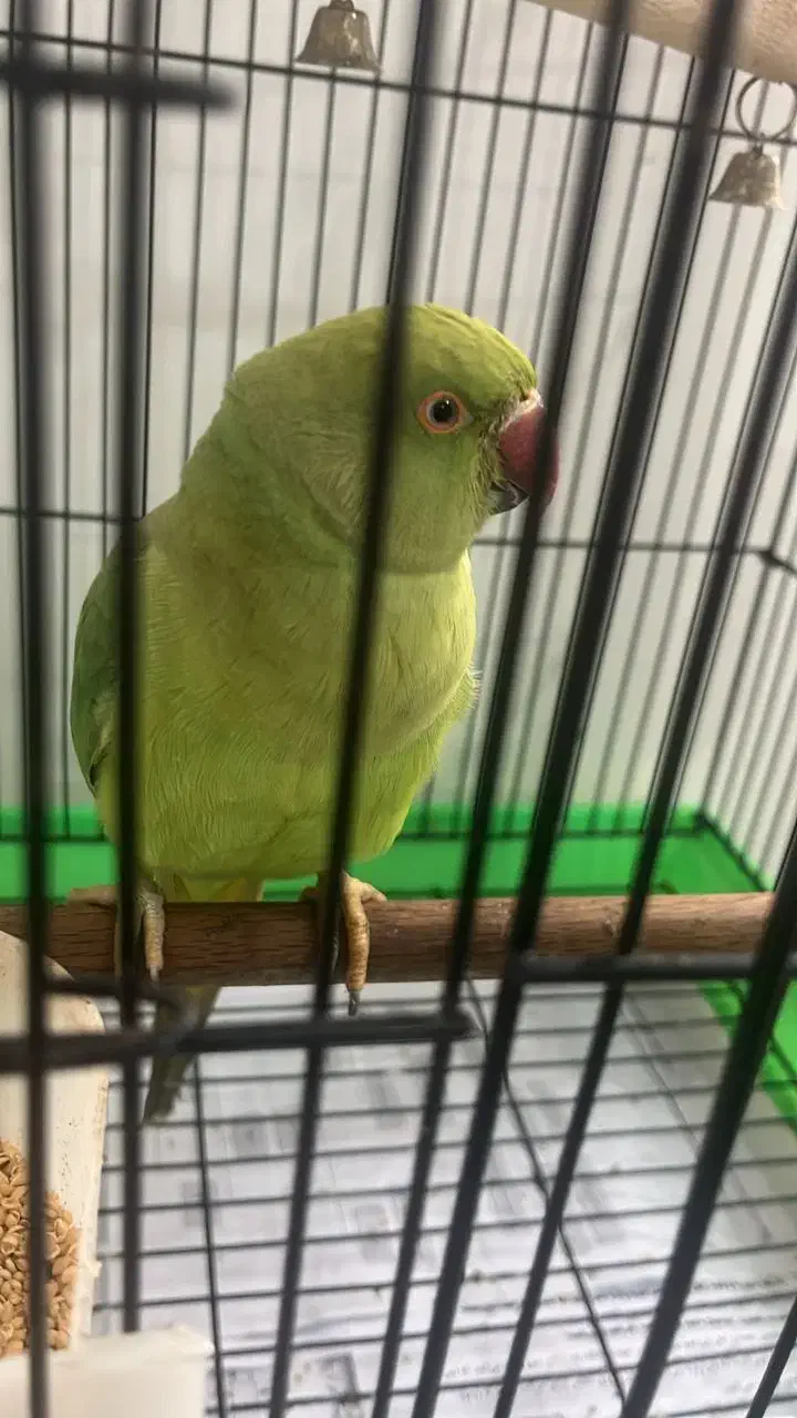 فروش طوطی ۹ ماهه ملنگو|پرنده|تنکابن, |دیوار