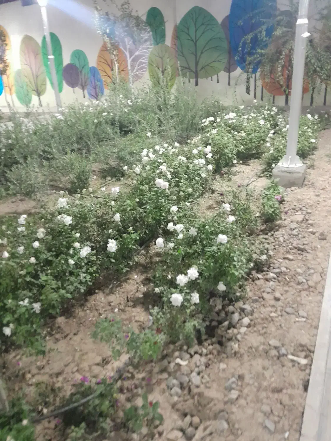 تحقیقات گل وگیاه|فعالیت داوطلبانه تحقیقاتی|کرج, مهرویلا جنوبی|دیوار