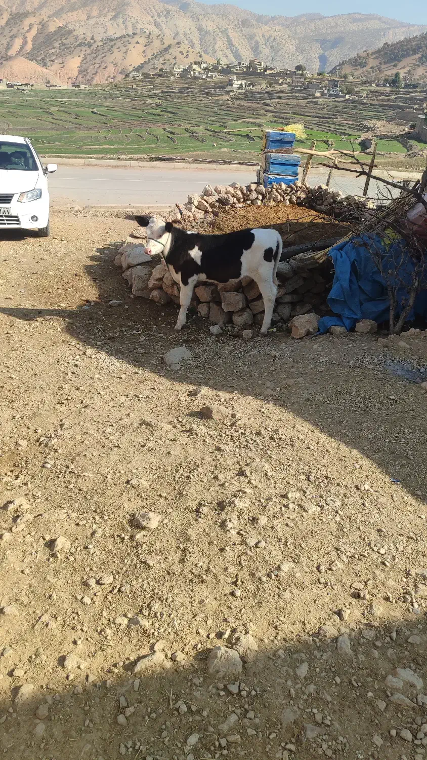 گوساله ماده|حیوانات مزرعه|منج, |دیوار