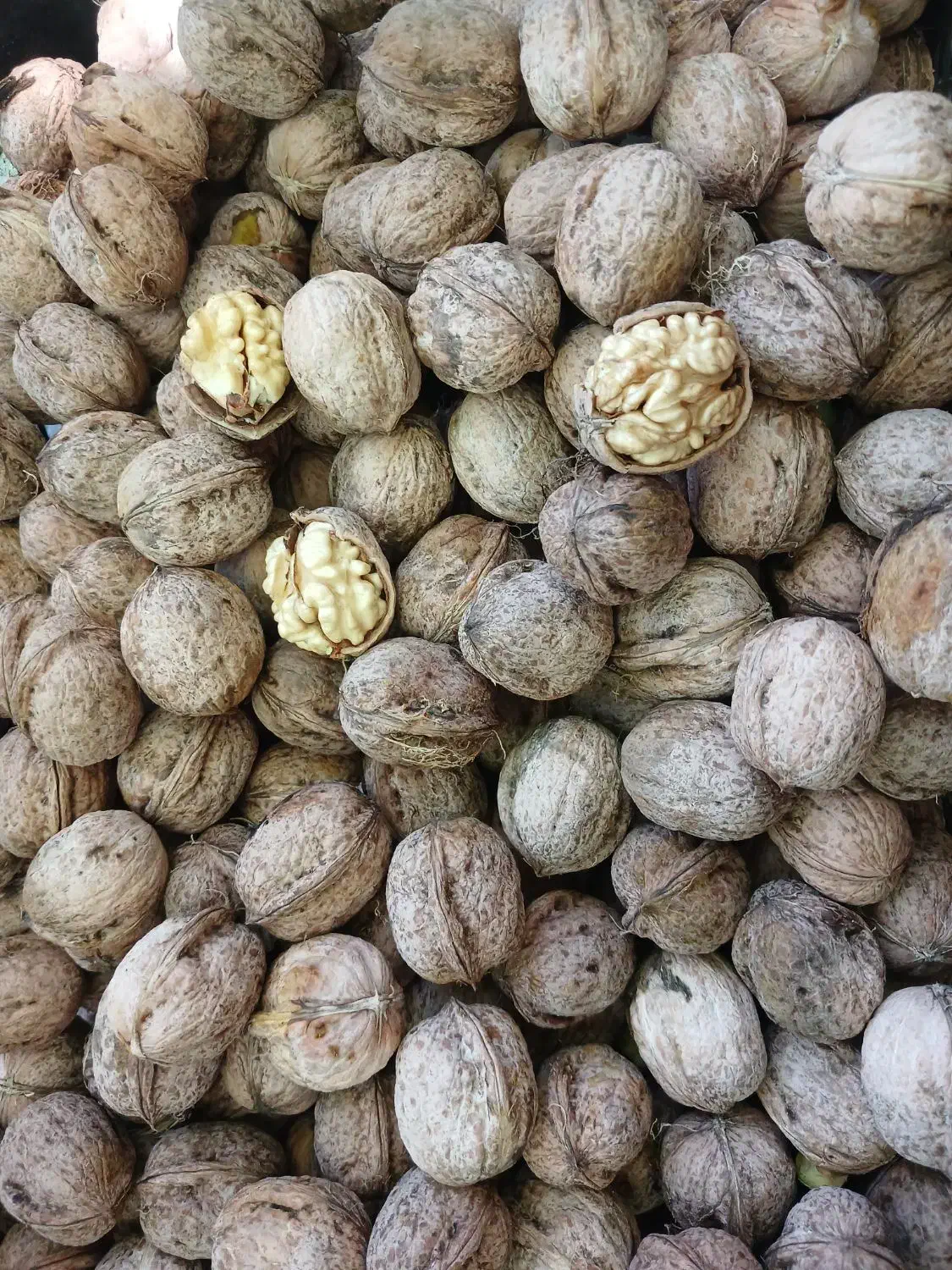 گردوی سپیدان|خوردنی و آشامیدنی|شیراز, گلکوب|دیوار