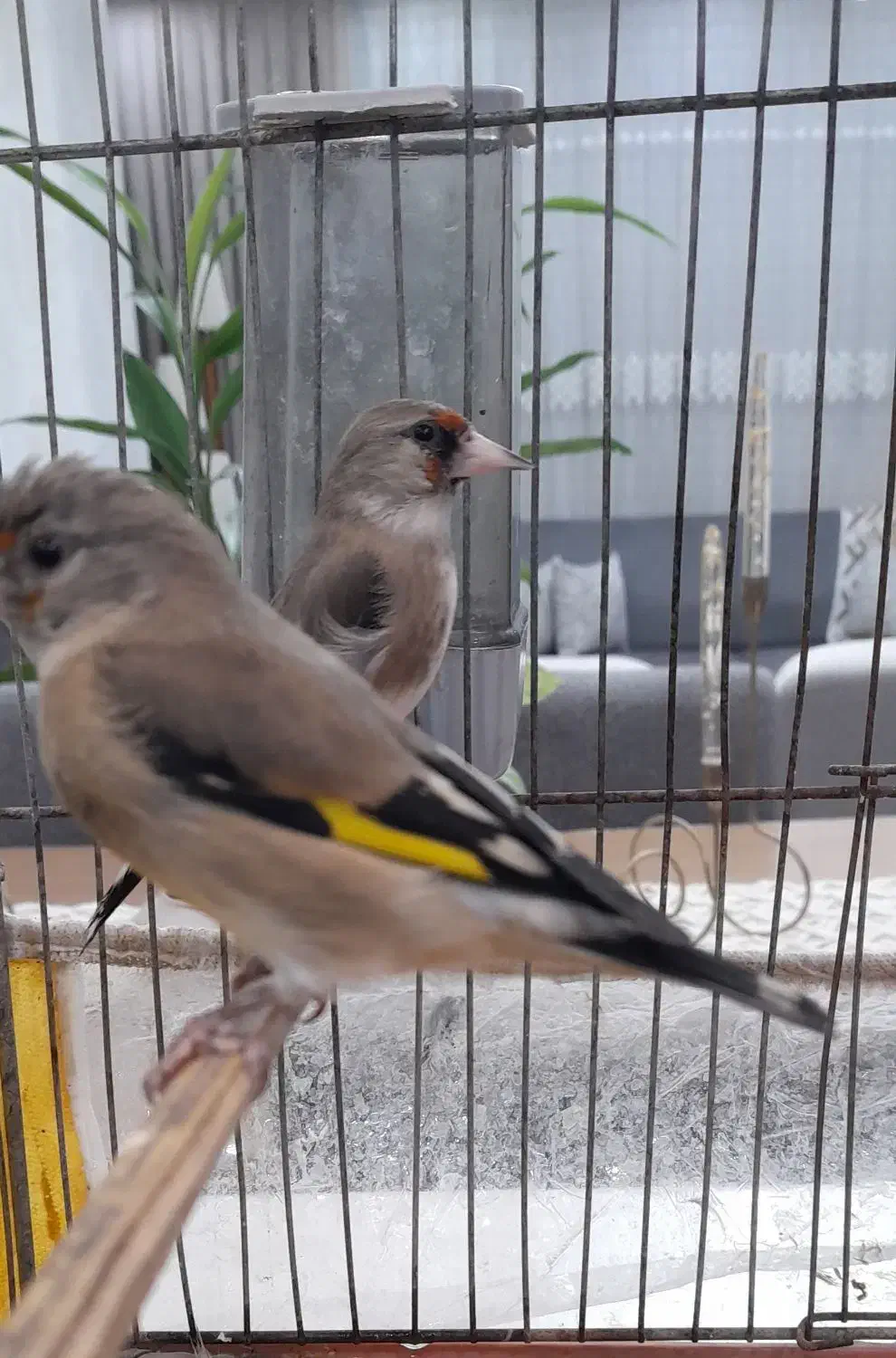 سهره سرسیاه نر دهن زن دوتا جوجه کرمونی|پرنده|شیراز, احمدآباد|دیوار