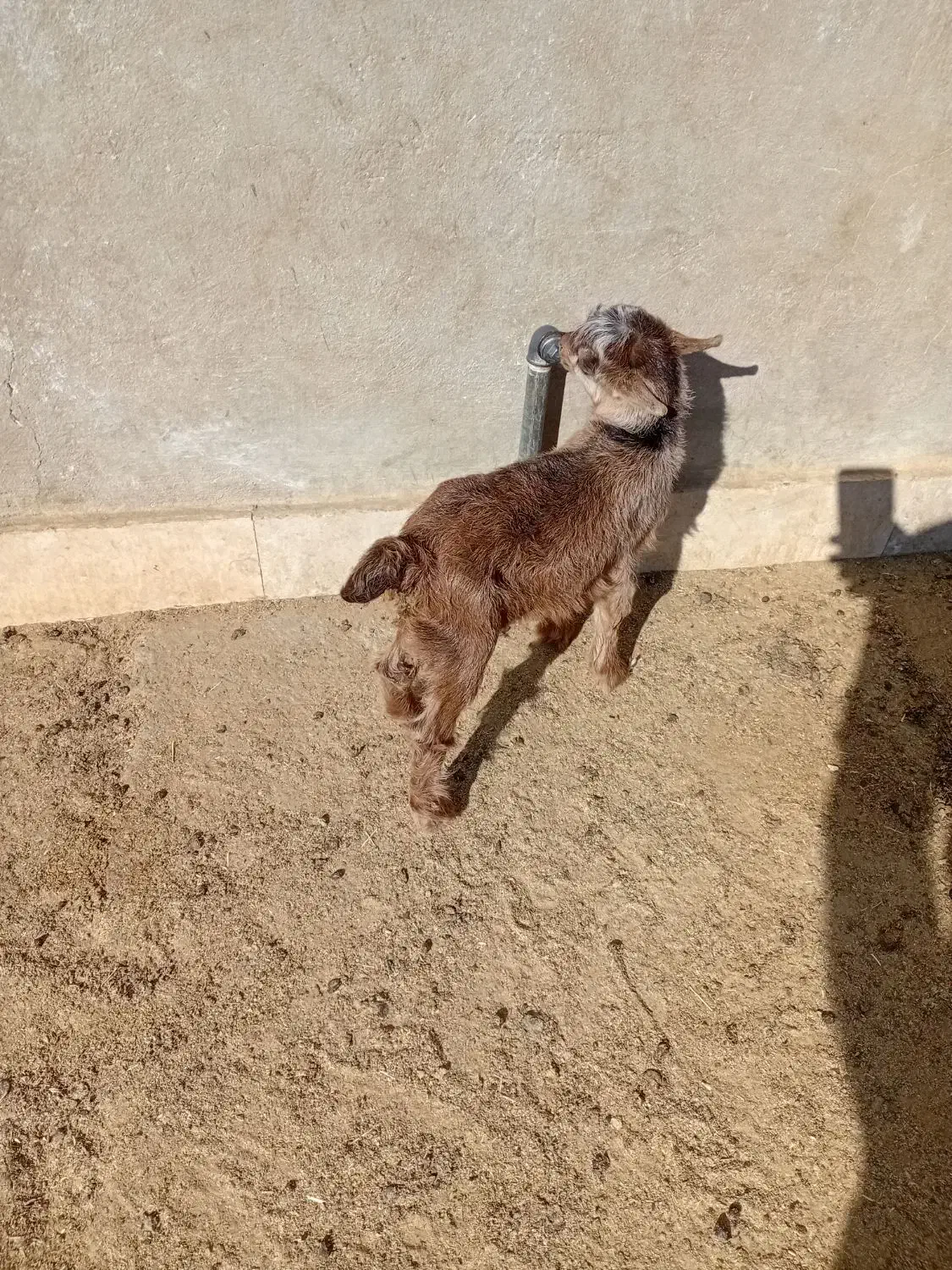 بزغاله شیری|حیوانات مزرعه|کویرات, |دیوار