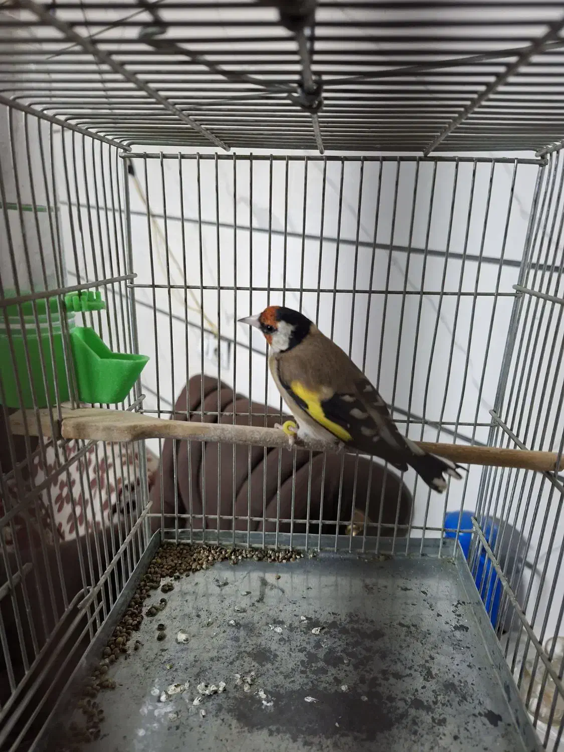 سهره جوجه قفس نازار|پرنده|بروجرد, |دیوار