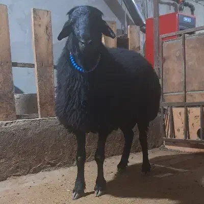 گوسفند وقوچ وبره قوچ همو وهترو|حیوانات مزرعه|تبریز, |دیوار