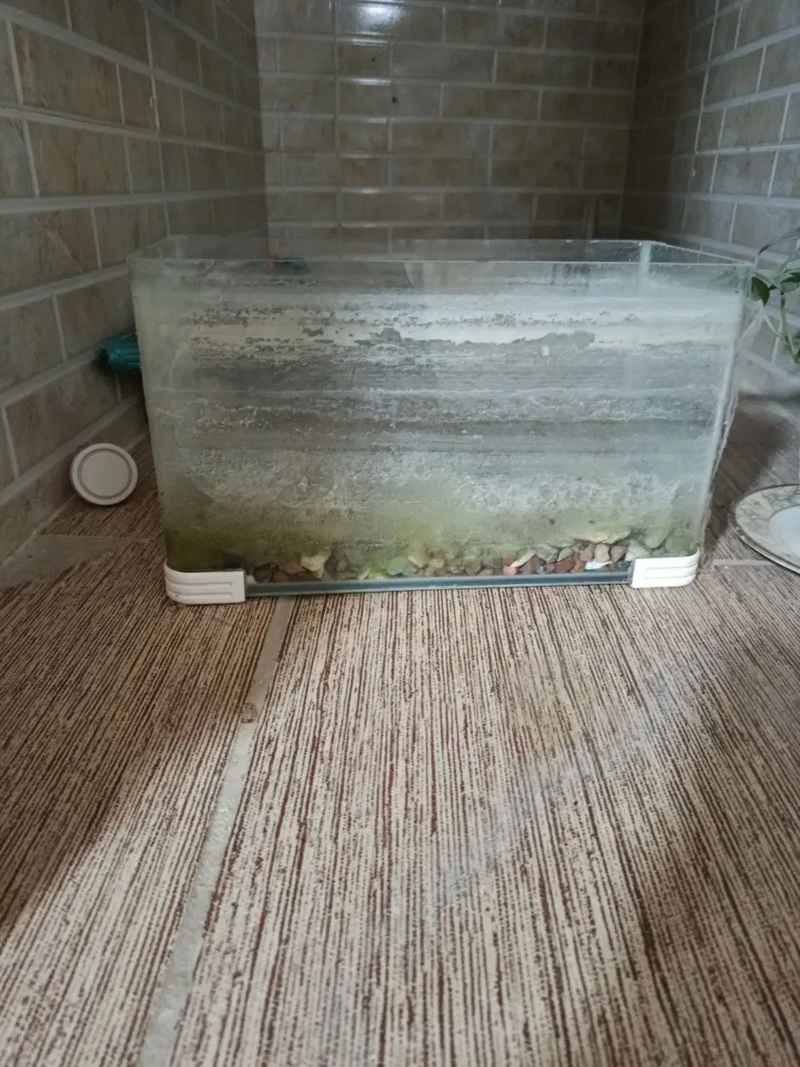 اکواریوم|ماهی|فیروزآباد (فارس), |دیوار