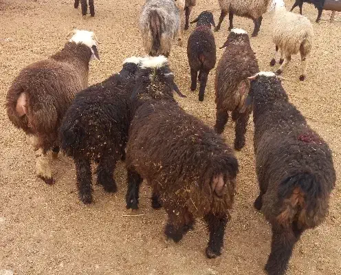 بزکهره دار  میش و شیشک آبستن و بره دار بره سبک|حیوانات مزرعه|پاسارگاد, |دیوار