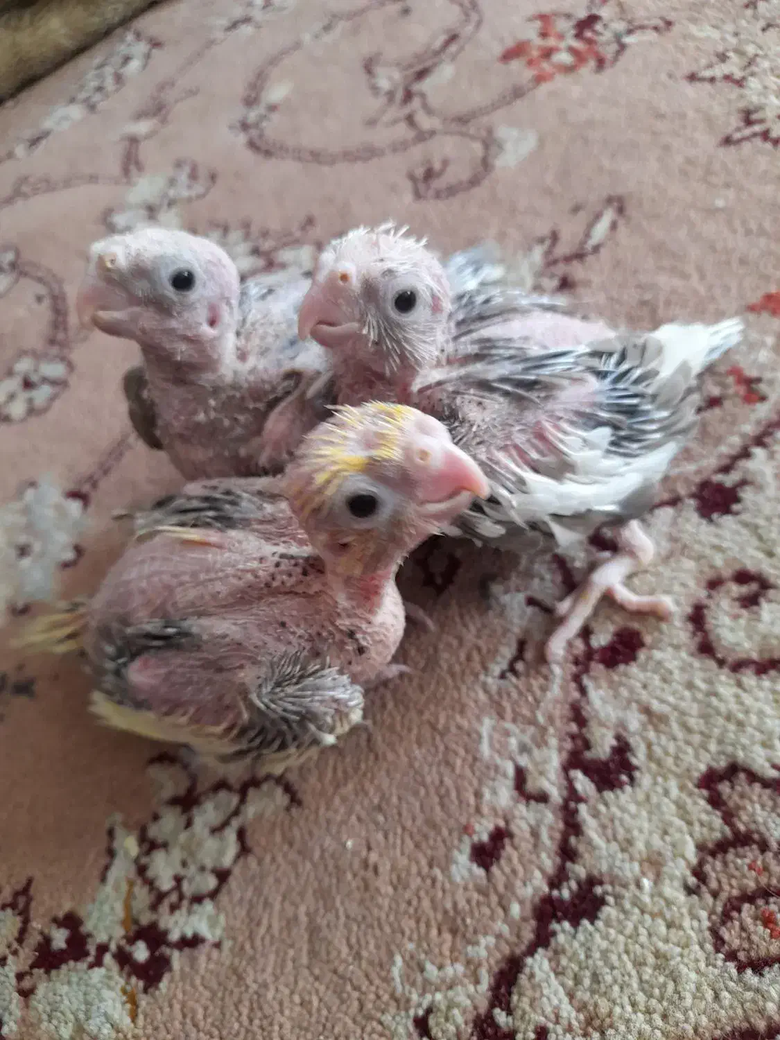 جوجه عروس|پرنده|آران و بیدگل, |دیوار