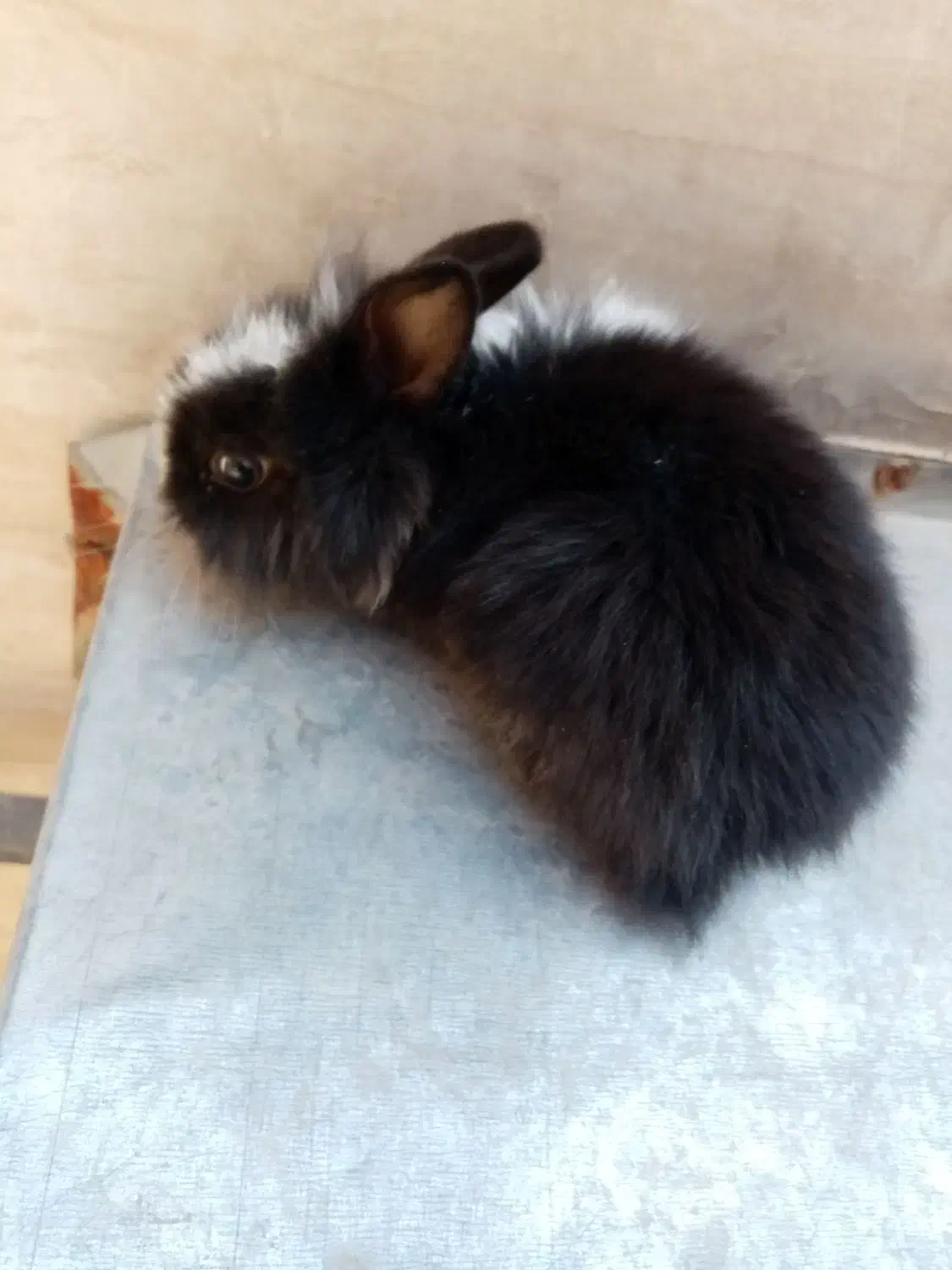 فروش یک عدد خرگوش خارجی|موش و خرگوش|ایذه, |دیوار