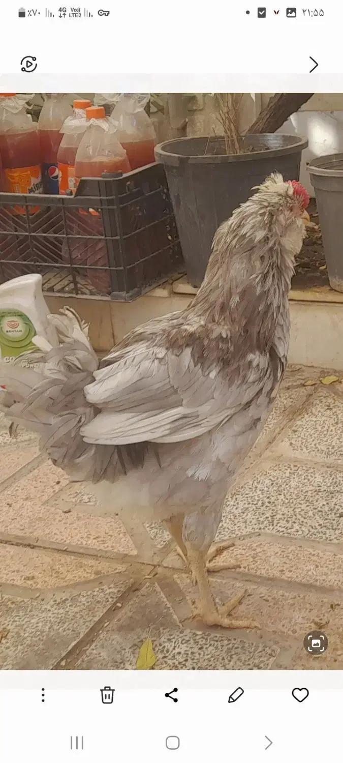 خروش گلین مرغ محلی|حیوانات مزرعه|کرمانشاه, |دیوار