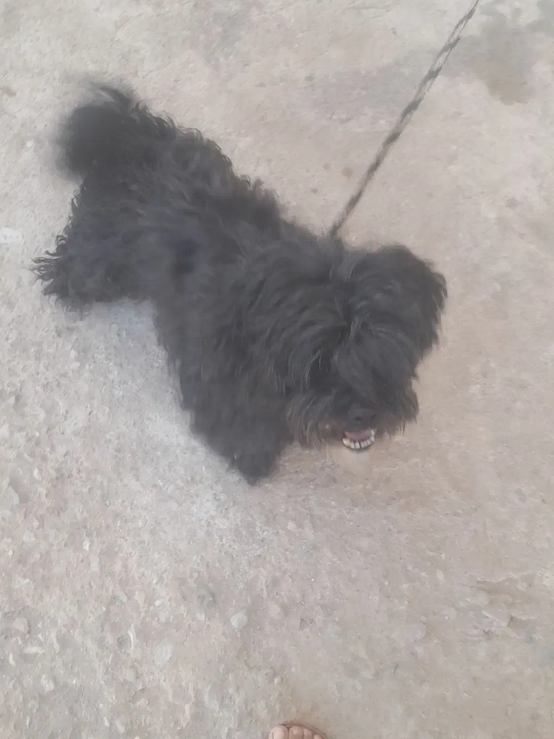 سگ پاکوتا پشمالو باهوش|سگ|زرند, |دیوار